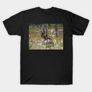 Western Grey Kangaroo in a field of African Corn Lilies T-Shirt